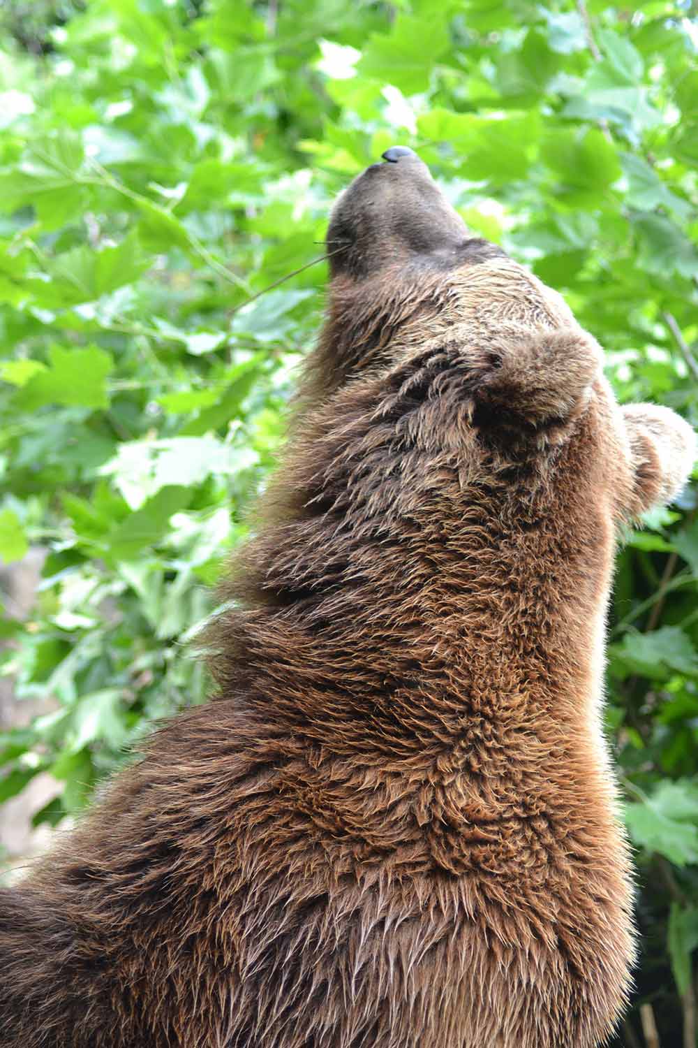 Ours des Pyrénées - Source Pixabay